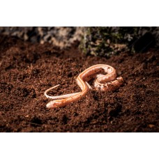 Serpiente del Maizal -  Tessera butter -  Pantherophis guttatus